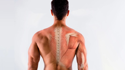 Corso di ANATOMIA PALPATORIA